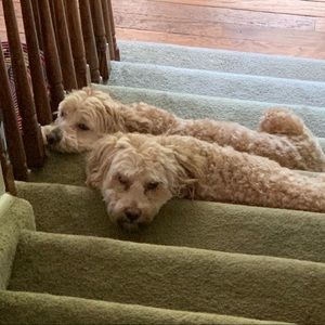 Meet your Posher, Jeryl